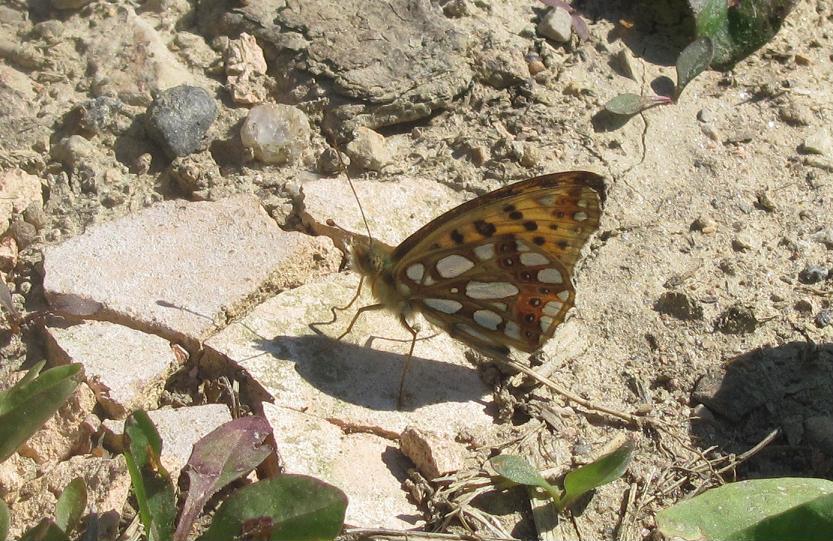 Issoria lathonia, variante piccola
